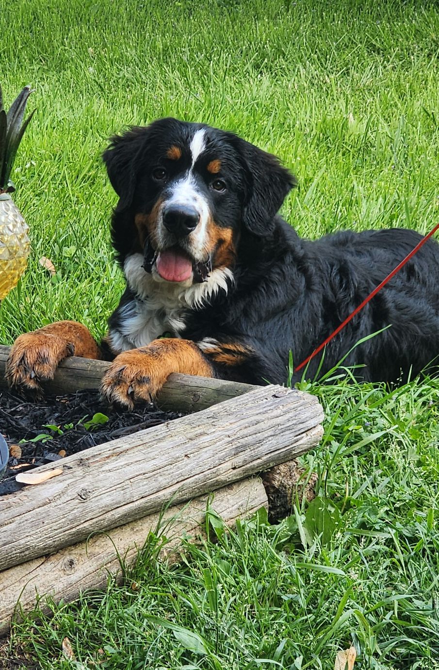 Hubble DC –  Another H2E Alumni Happy Tail