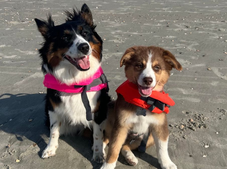 Sadie and Cooper –  Another H2E Alumni Happy Tail