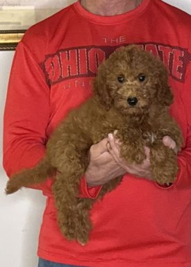 Buddy, A 12-week-old male Mini Goldendoodle.