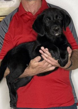 Buddy, an 11-week-old Black Lab / Border Collie Mix