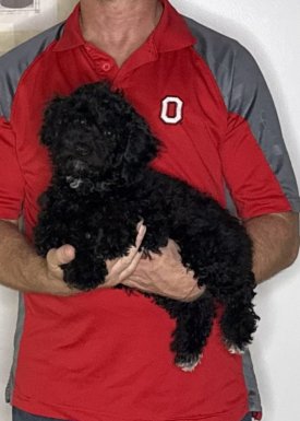 Daisy, A 12-week-old female Mini Poodle / Yorkie mix