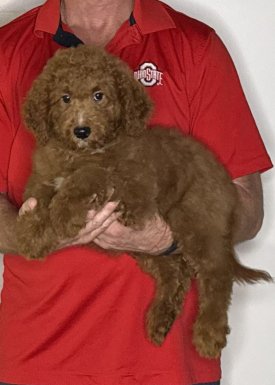 Duke, a 10-week-old male Goldendoodle.
