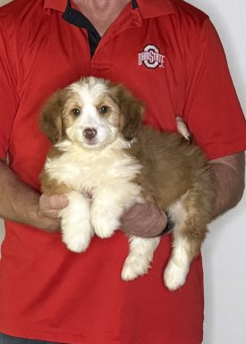Jake, a 10-week-old male Australian Shepherd / Mini Poodle MIX.