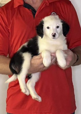 Minnie, a 10-week-old female Australian Shepherd / Mini Poodle MIX.