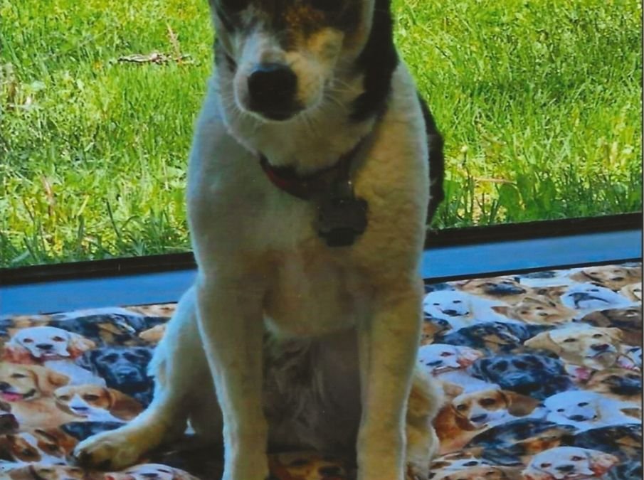 Minnie – Another H2E Alumni Happy Tail