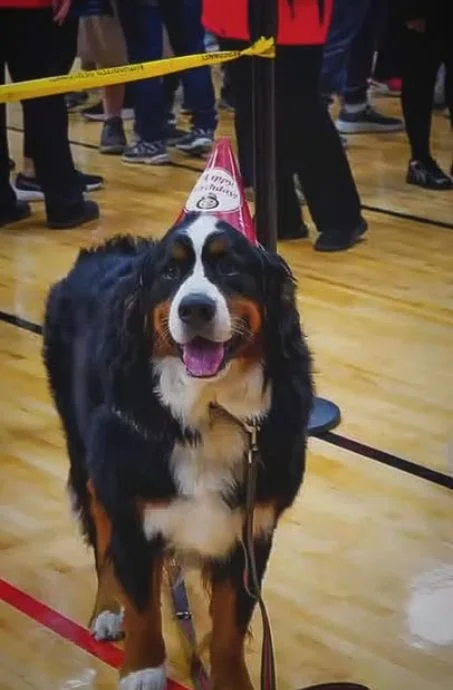 Murphy, a 2-year-old Bernese Mt Dog