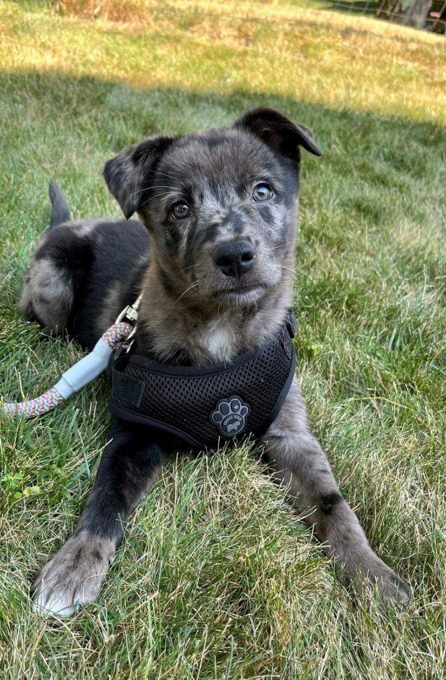 Piper as a puppy