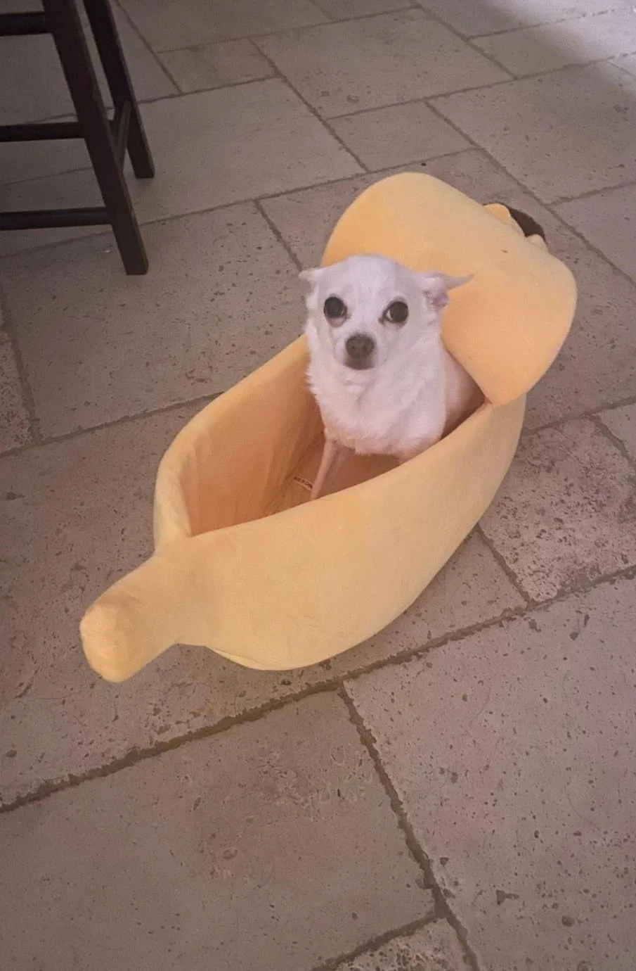 Pippi’s Journey – Another H2E Alumni