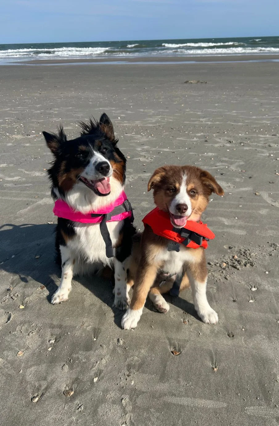 Sadie and Cooper –  Another H2E Alumni Happy Tail
