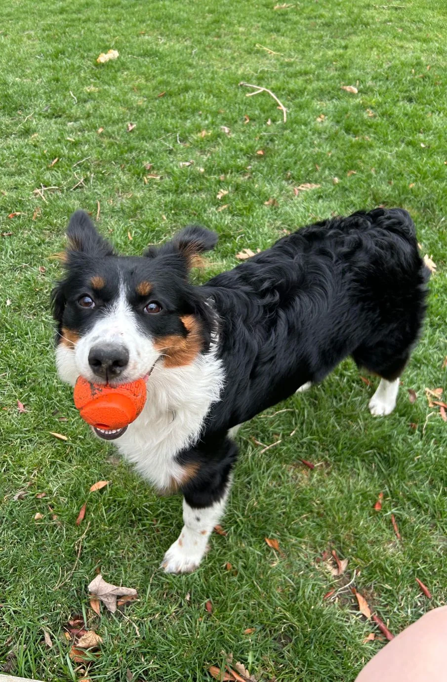 Sadie, Always ready to play.