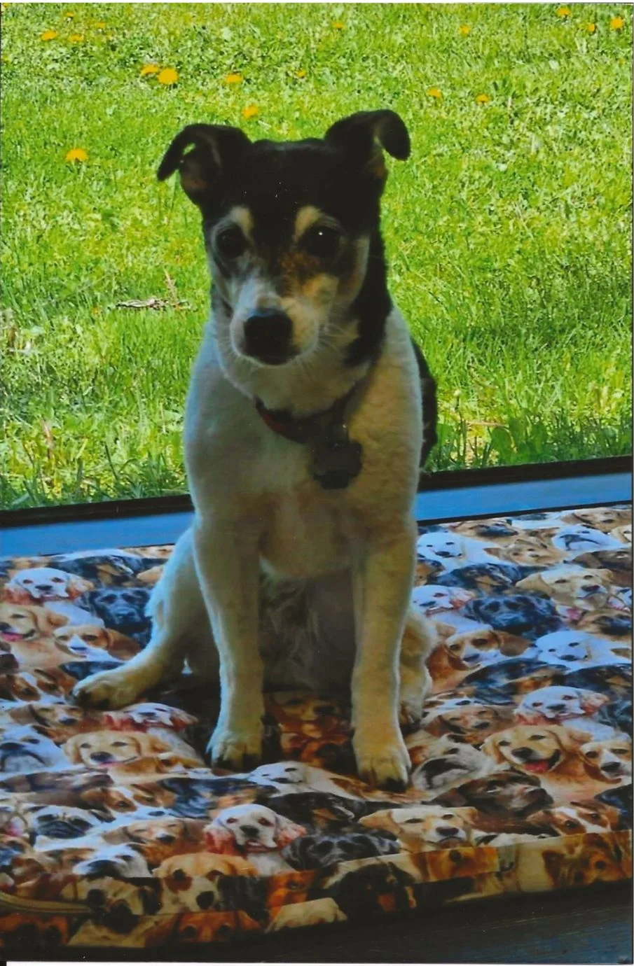 Minnie – Another H2E Alumni Happy Tail